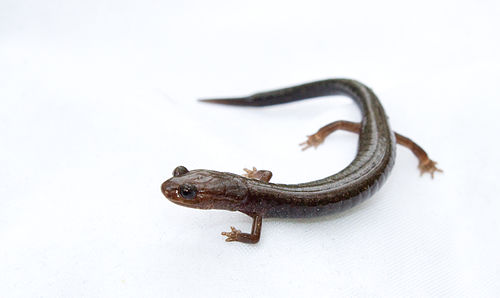 Ravine salamander